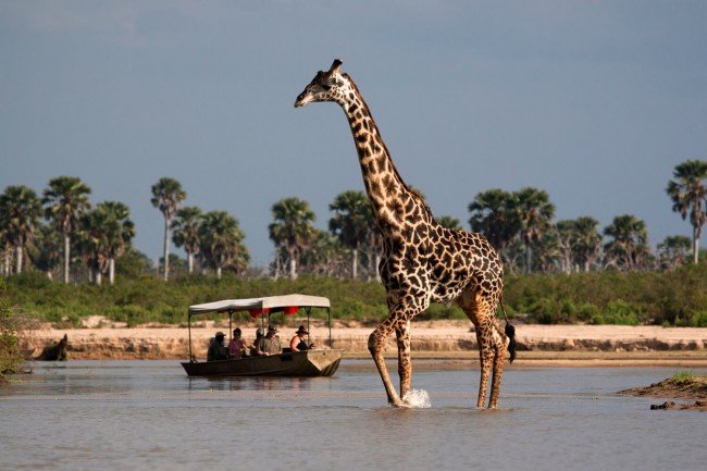 Boat Safari