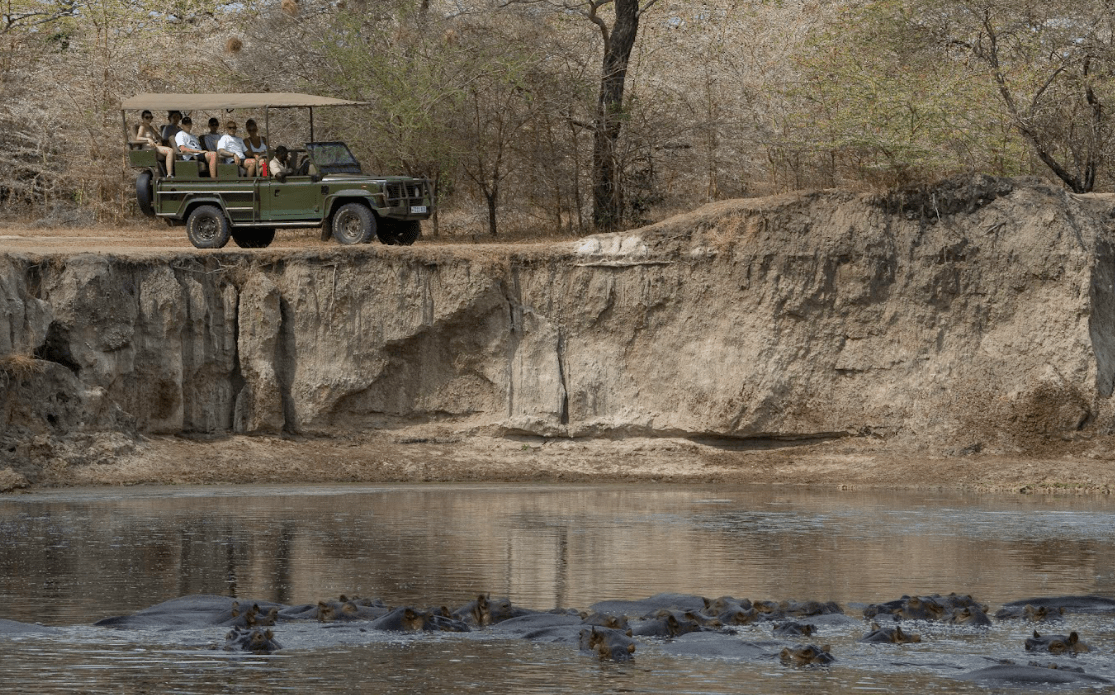 Night Game Drive