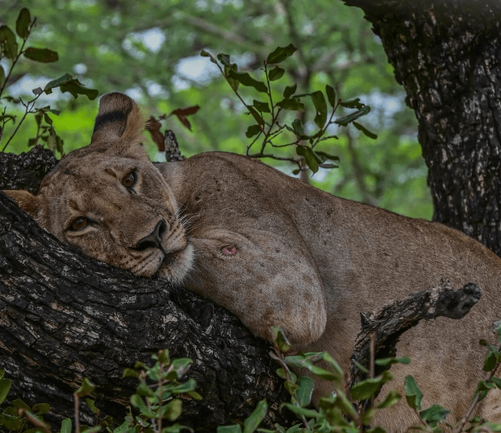 Night Game Drive
