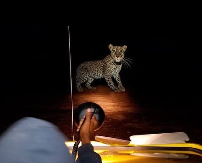 Night Game Drive