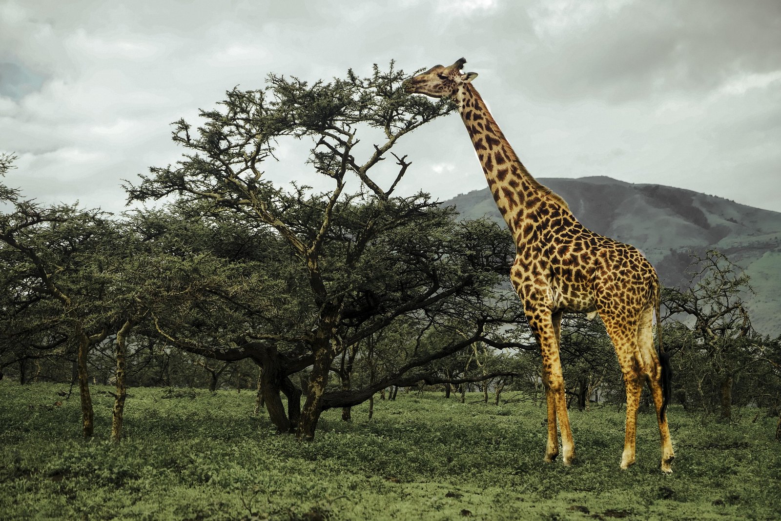 Image slider