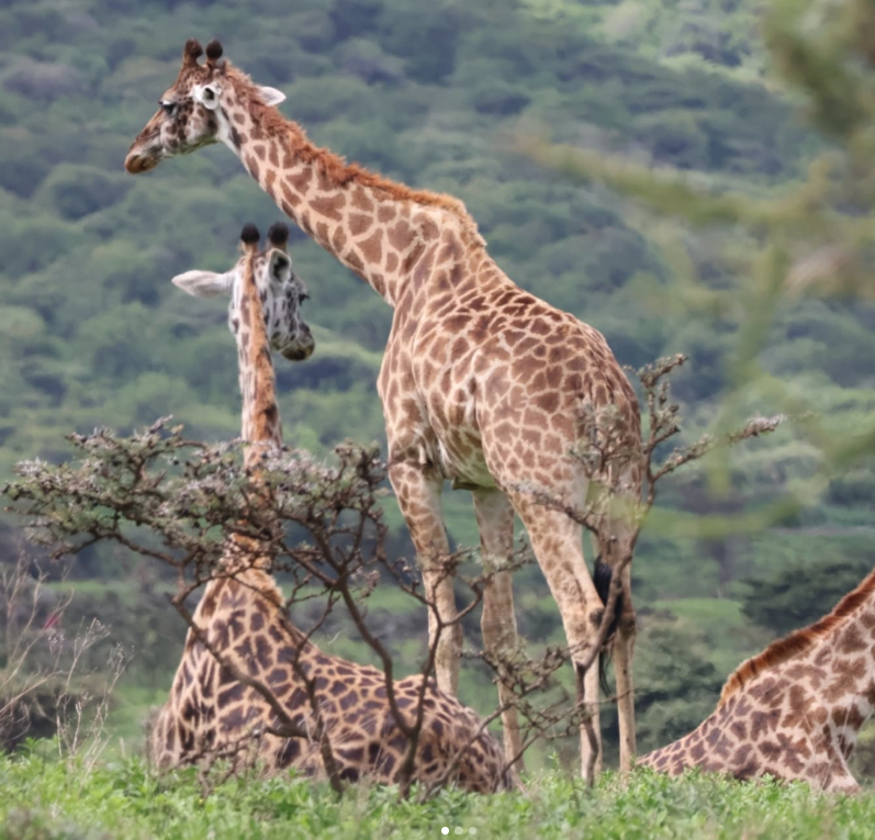 Ngorongoro Crater