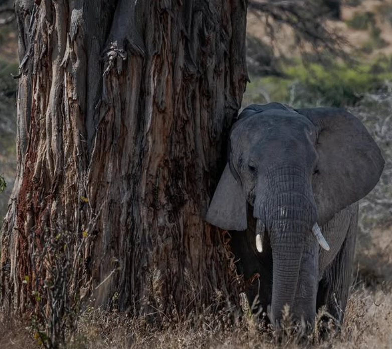 Ruaha National Park