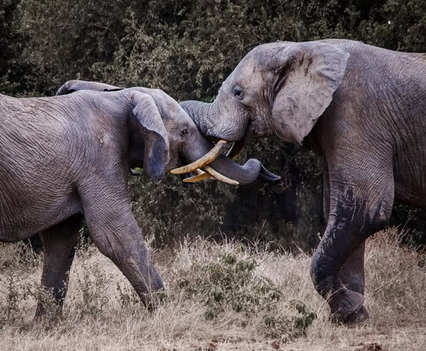 Ruaha National Park