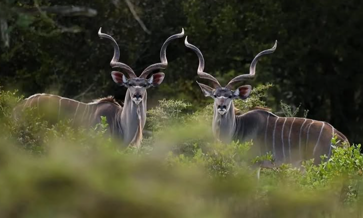1-Day Game Drive Safari Flying Zanzibar To Nyerere NP (Selous GR)
