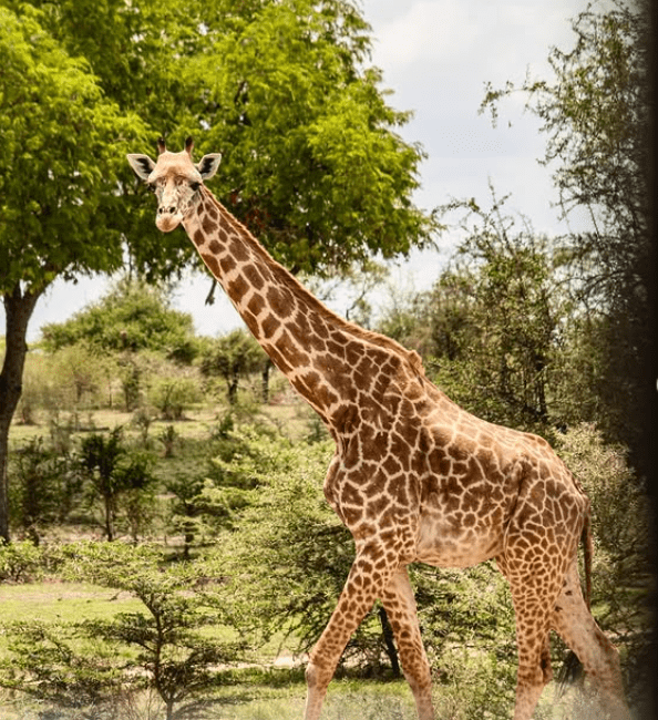 2-Day Flying Zanzibar to Nyerere National Park