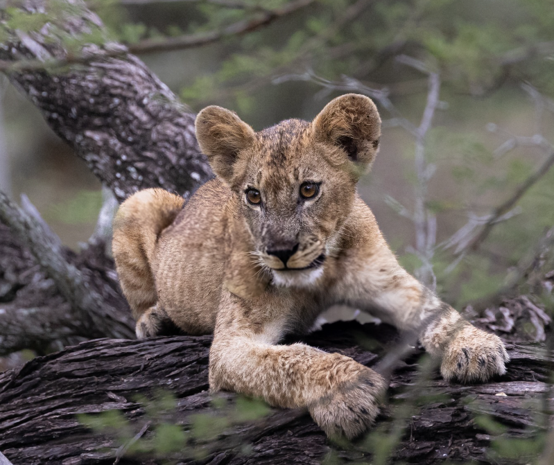 3-Day Express Safari Zanzibar to Nyerere NP by Flight
