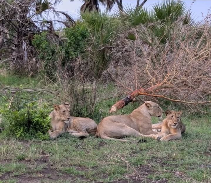 4-Day Amazing Safari Dar es Salaam To Nyerere National Park