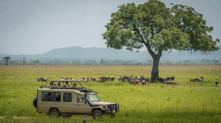 4-Day Amazing Safari Dar es Salaam To Nyerere National Park