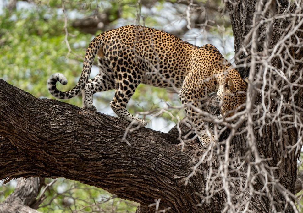 7-Day Mikumi, Nyerere NP + Udzungwa Hiking & Waterfall