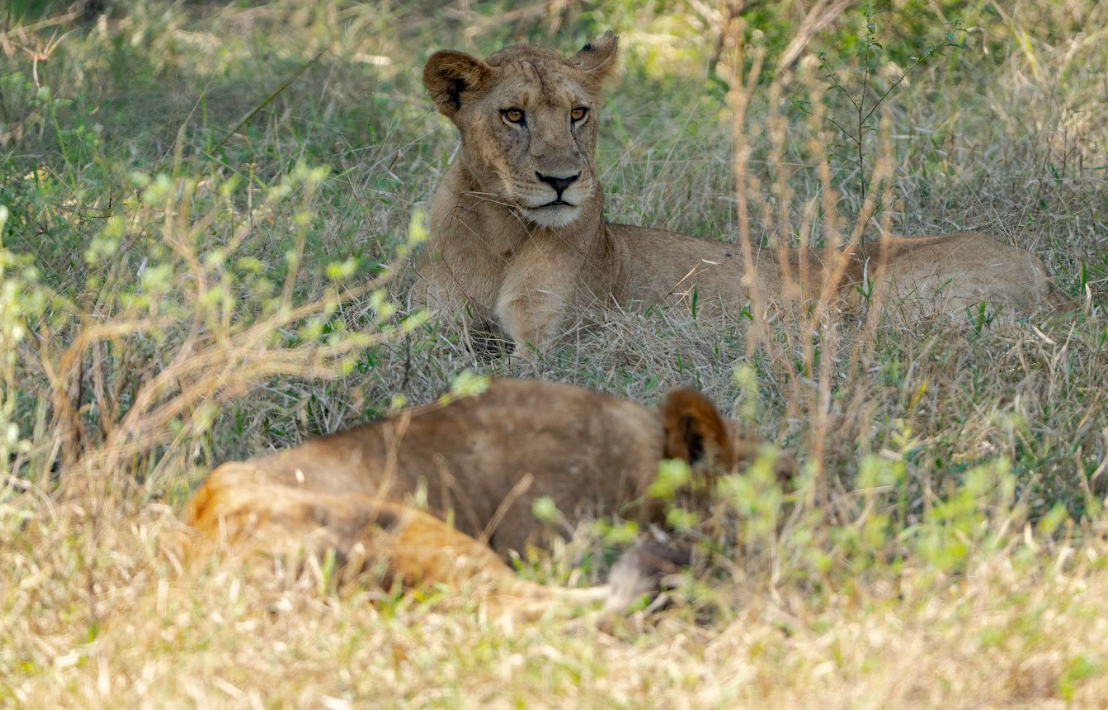 7-Day Mikumi, Nyerere NP + Udzungwa Hiking & Waterfall