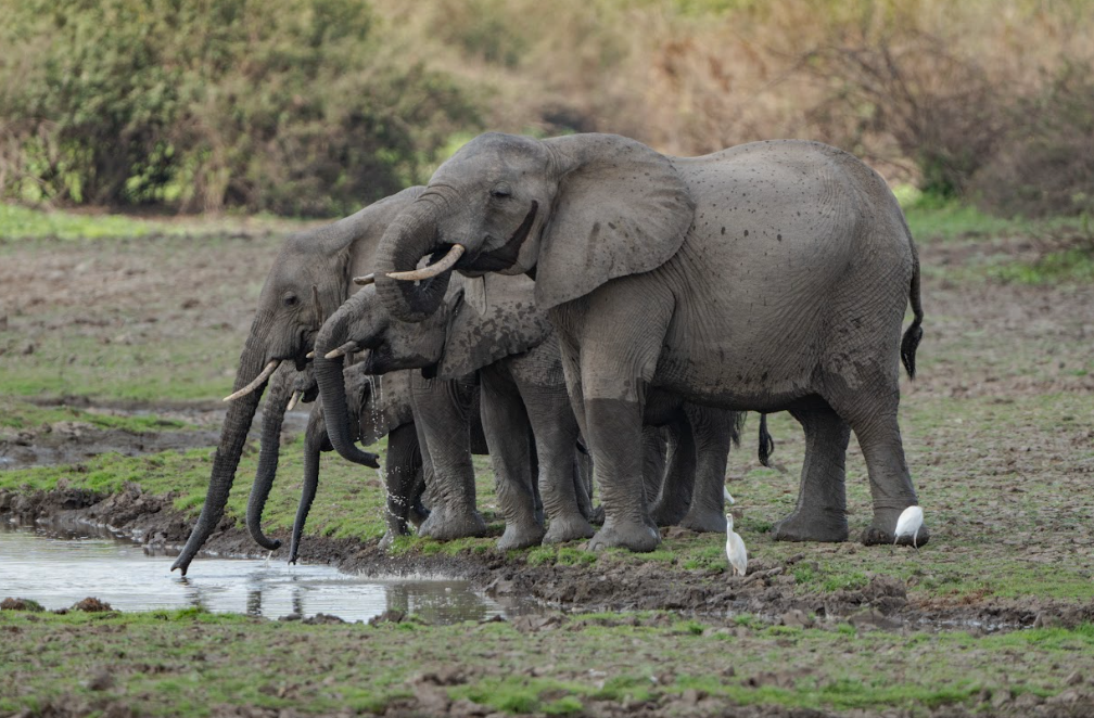 7-Day Mikumi, Nyerere NP + Udzungwa Hiking & Waterfall