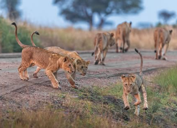  2-Day Zanzibar to Serengeti by Flight + 2 Game Drive
