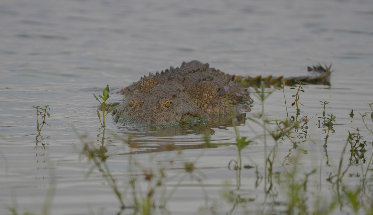 Flying Zanzibar to Mikumi NP, Full Day Game Drive