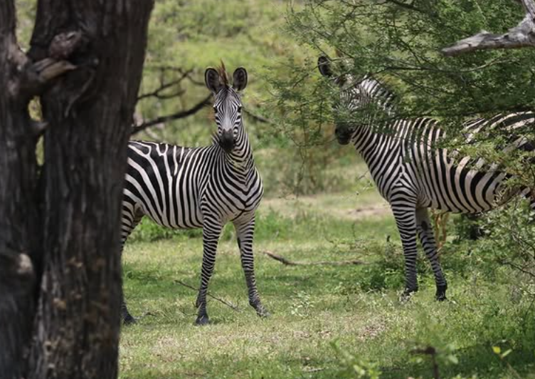 Transfer From Mikumi to Ruaha National Park