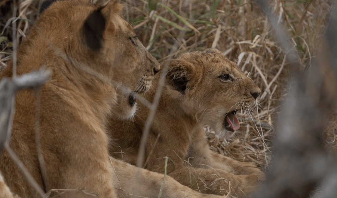 Day Game Drive Safari