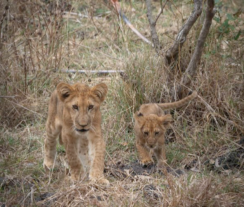 Dar es Salaam To Selous Game Reserve (Nyerere NP) By Car