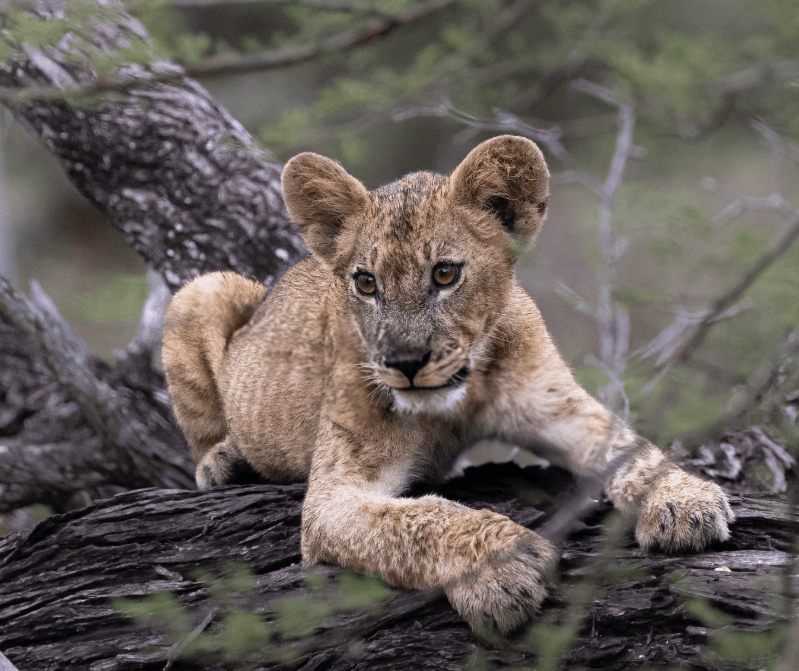 Zanzibar – Fly to Nyerere National Park & Full-Day Game Drive