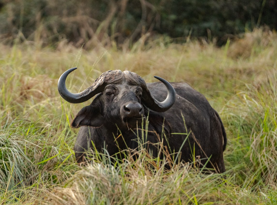 Second Game Drive in Ruaha National Park