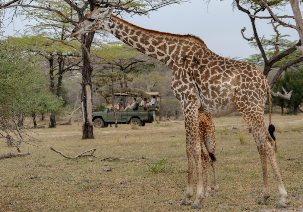 Full-day Game Drive & Flying Back to Zanzibar