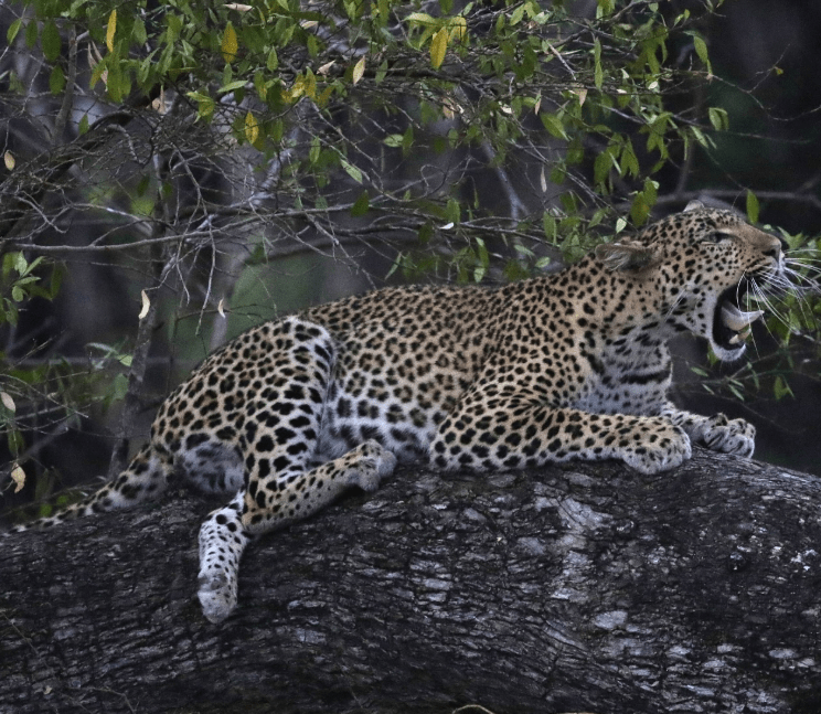 Hotel Pickup in Zanzibar – Fly to Selous – Game Drive Safari