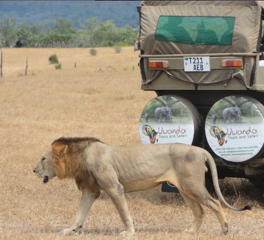 A male lion walking past a Uwanda Tours safari vehicle on the plains.