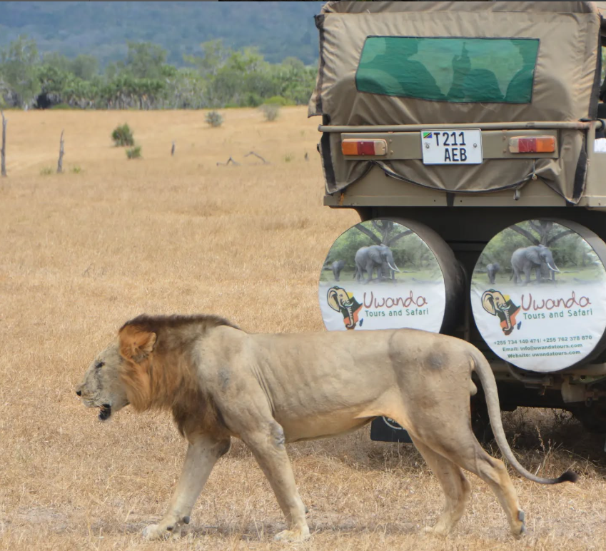 A male lion walking past a Uwanda Tours safari vehicle on the plains.