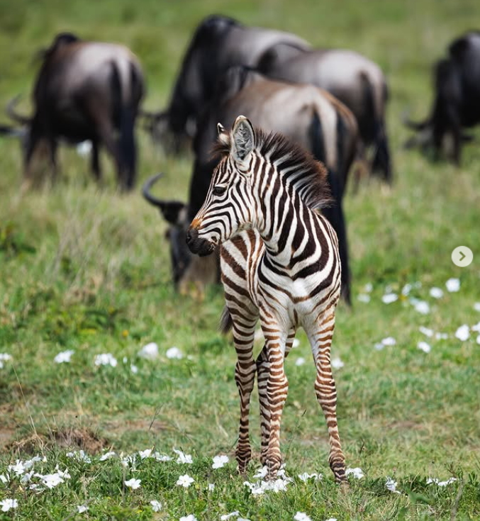 Visit Maasai And Back Zanzibar