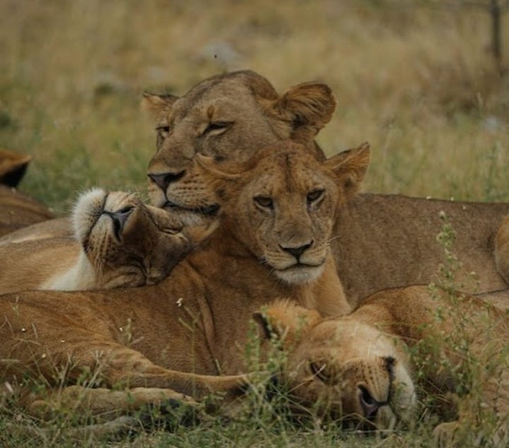 Arrival – Transfer to Nyerere National Park | Village Tour & Sunset Boat Safari