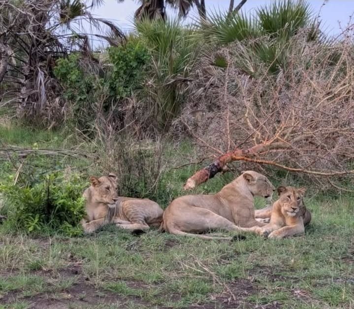 Full Day Game Drive in Nyerere National Park