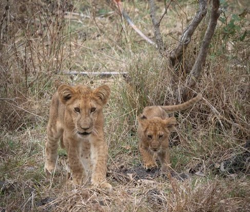 1-Day Dar Es Salaam to Mikumi National Park by SGR Train