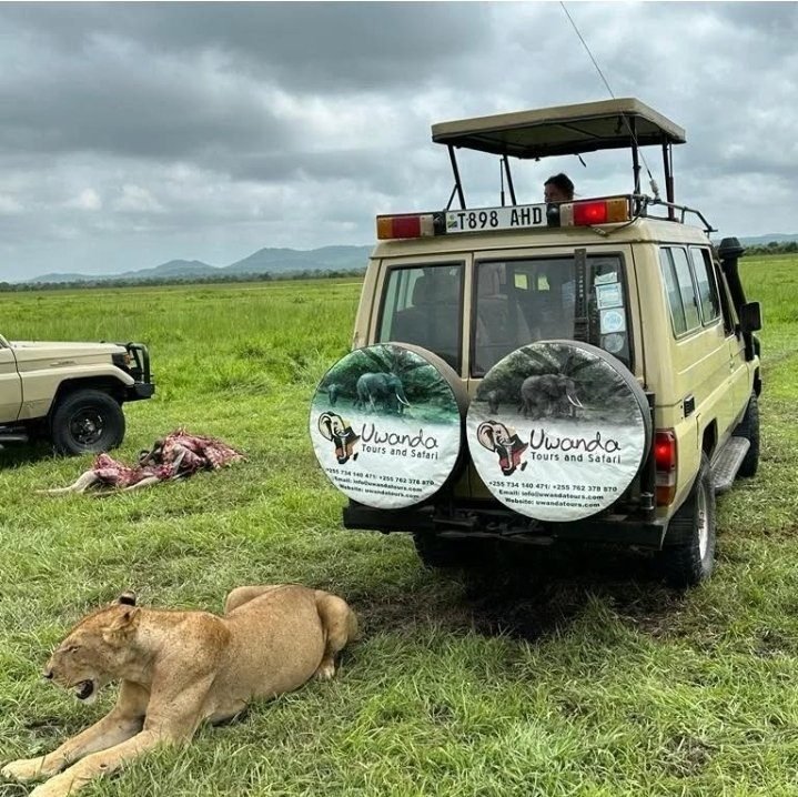 Dar es Salaam to Mikumi National Park | Game Drive