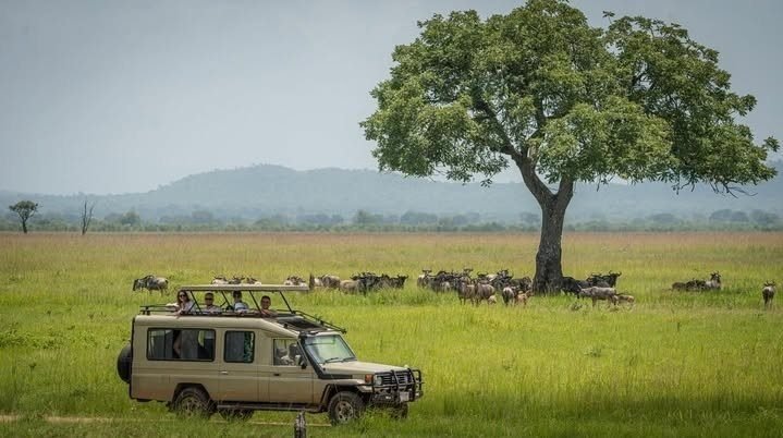 Dar es Salaam to Mikumi National Park | Game Drive