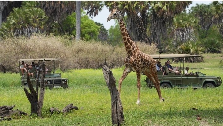 Full-Day Game Drive & Hot Spring Visit
