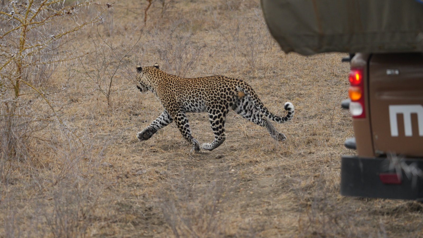 Hotel Pick-Up in Zanzibar – Flight to Nyerere NP – Game Drive
