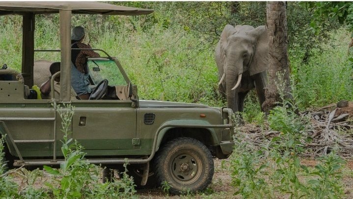 Hotel Pick-Up in Zanzibar – Flight to Nyerere NP – Game Drive