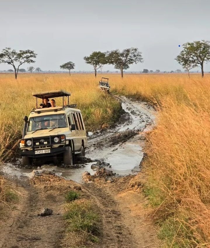 Dar es Salaam to Mikumi National Park - Game Drives