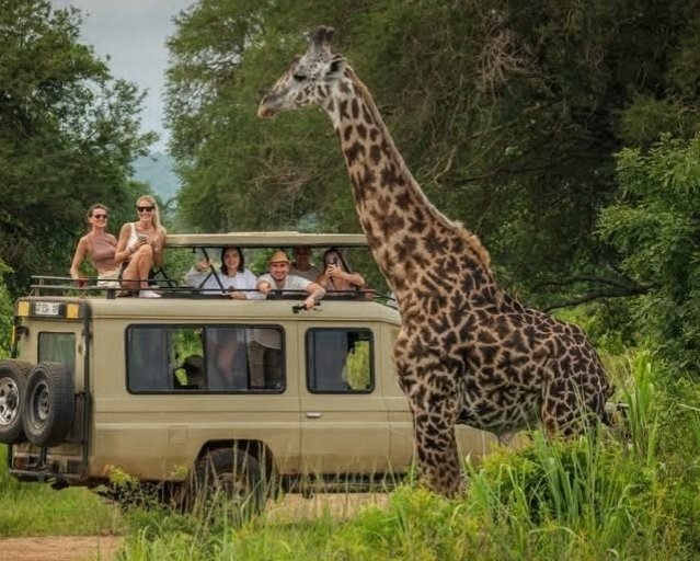 Travelers in a Uwanda safari vehicle watching a giraffe cross the road on a Tanzania game drive.