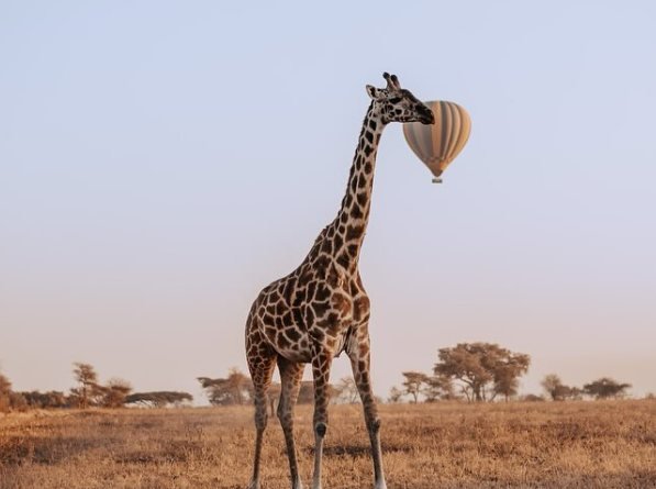 Game Drive