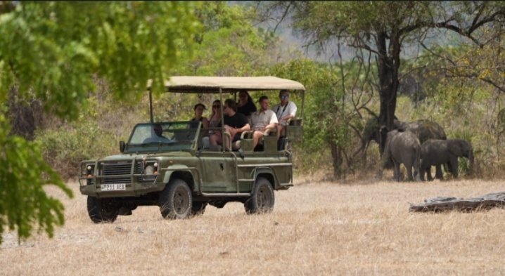 Safari vehicle watching elephants in the golden grasslands of Nyerere National Park.