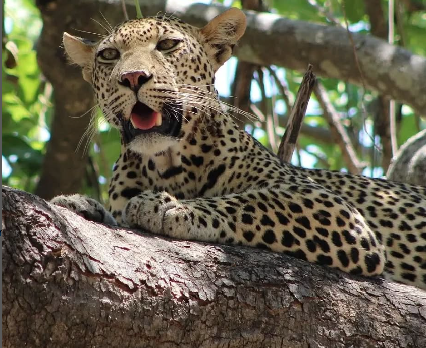 Game Drive in Tarangire National Park
