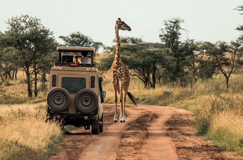 Safari vehicle and a giraffe on a dirt track in the Serengeti at golden hour.