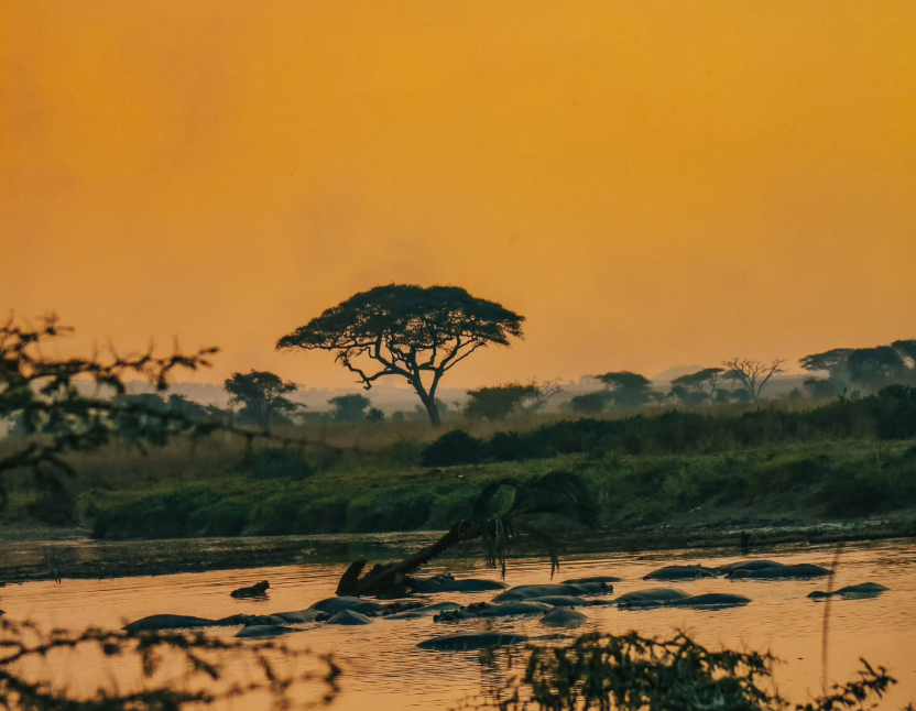 Zanzibar to Serengeti National Park Doing Game Drive