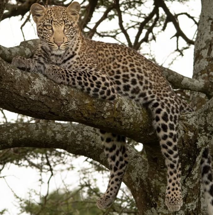 Zanzibar to Serengeti National Park Doing Game Drive