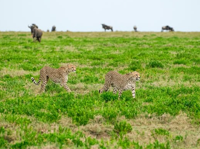 Game Drive And Flying Back Zanzibar