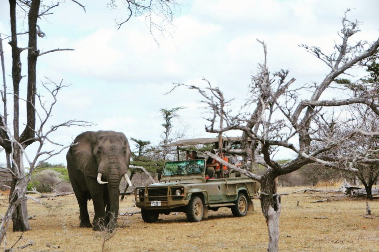 Transfer from Zanzibar and Evening Game Drive