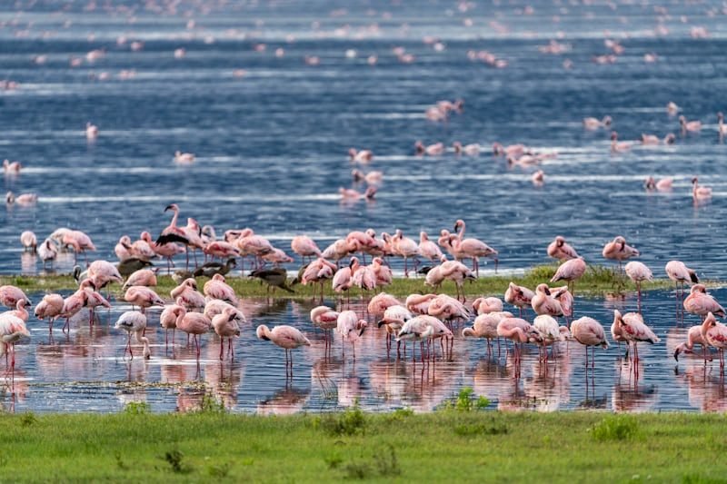 Serengeti to Ngorongoro Crater – Game Drive & Karatu Stay