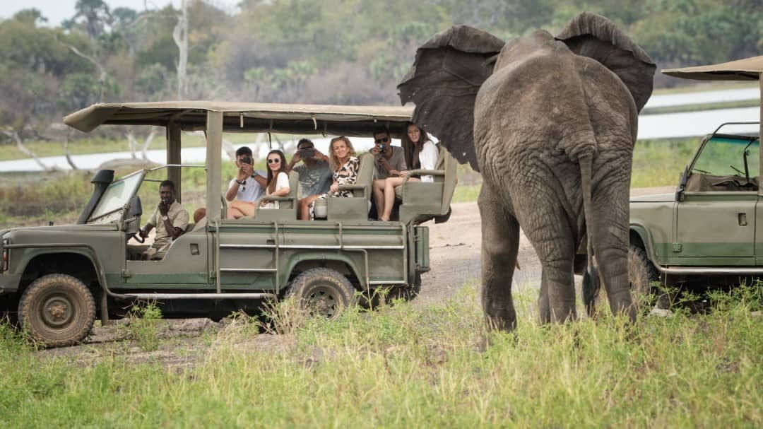 1-Day Flying Zanzibar to Mikumi NP, Full Day Game Drive