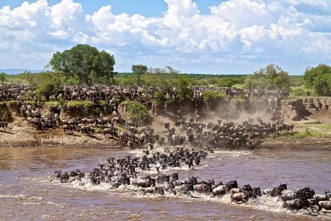 Great Migration & Wildlife Experience in the Serengeti